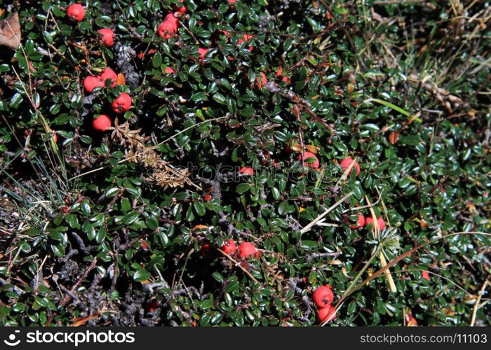 Red berry and green leaves in mountain Nepal