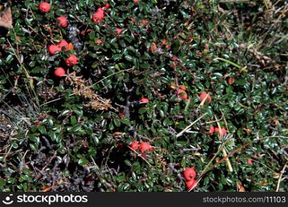 Red berry and green leaves in mountain Nepal