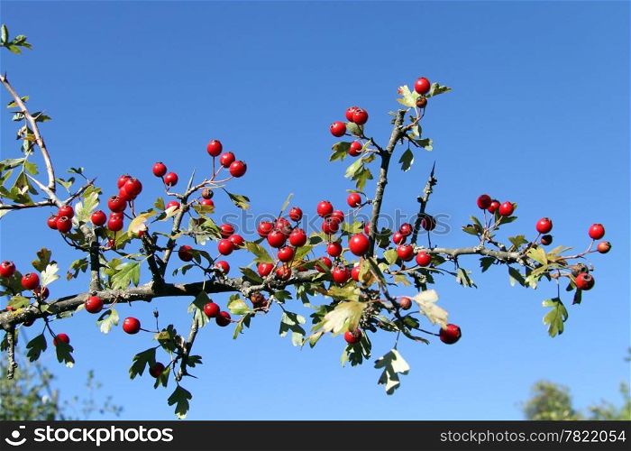 Red berry on the branch of tree in Turkey