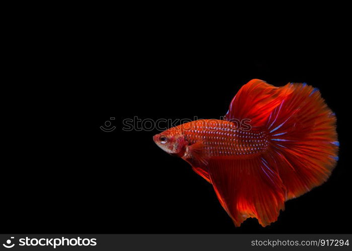 Red betta fish, siamese fighting fish on black background