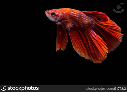 Red betta fish, siamese fighting fish on black background