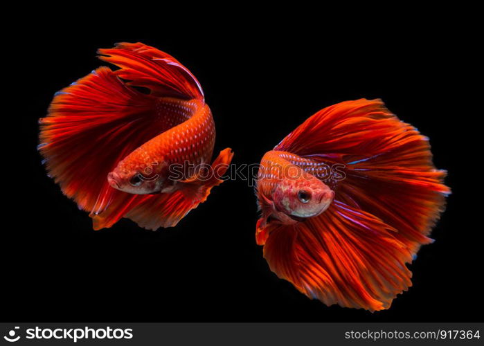 Red betta fish, siamese fighting fish on black background