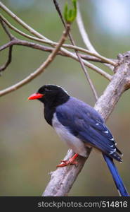 Red Billed Blue Magpie, Urocissa erythroryncha