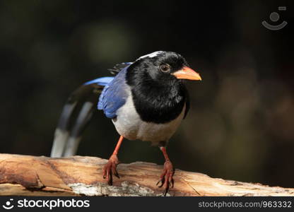 Red billed blue magpie, Urocissa erythroryncha, Sattal, Nainital, Uttarakhand, India