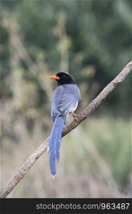 Red billed blue magpie, Urocissa erythroryncha, Sattal, Nainital, Uttarakhand, India