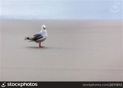 Red-billed Gull (Chroicocephalus scopulinus)