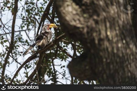 red billed hornbill bird in africa kruger national park