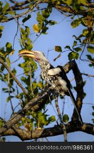 Red-billed hornbill standing on a tree branch