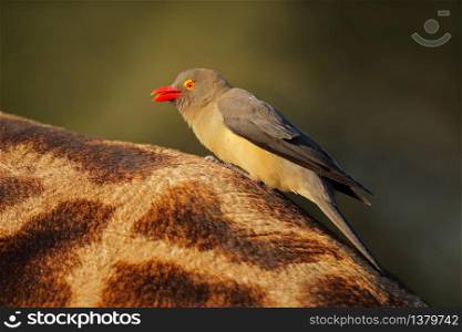 Red-billed oxpecker (Buphagus erythrorhynchus) on the back of a giraffe, Kruger National Park, South Africa