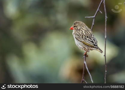 Red-billed Quelea perched on a branch with natural background in Kruger National park, South Africa   Specie Quelea quelea family of Ploceidae. Red-billed Quelea in Kruger National park, South Africa