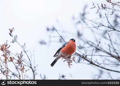 Red bird at wood. Winter, Latvia, 2017. Travel photo.