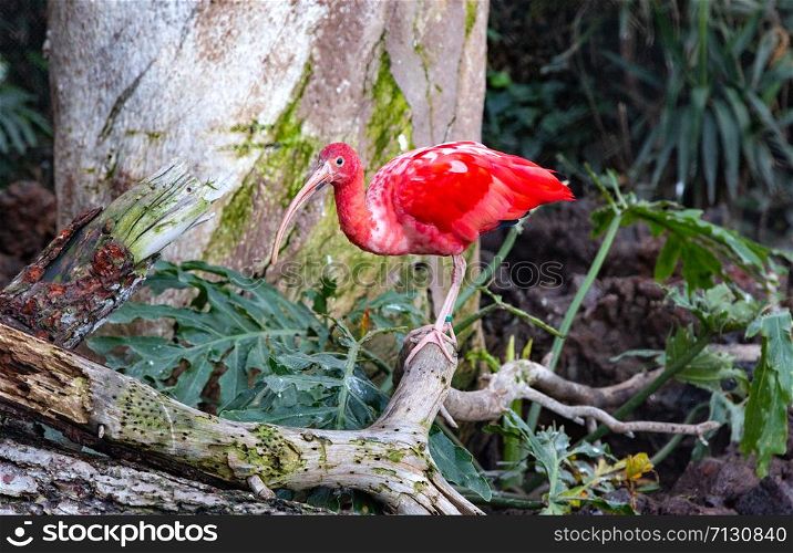 red bird ibis scarletnear the water