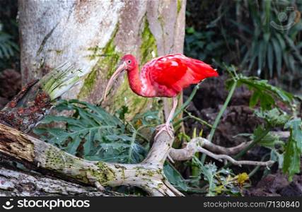 red bird ibis scarletnear the water