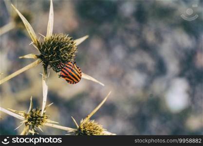 red black striped insect on top of a dried thistle