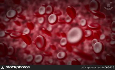 Red blood cells in an artery. Red blood cells moving in the blood stream.
