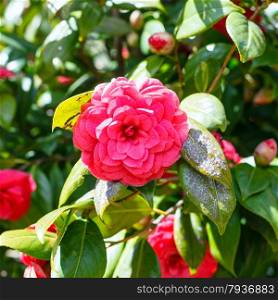 red bloom of camellia bush in sunny spring day, Sicily