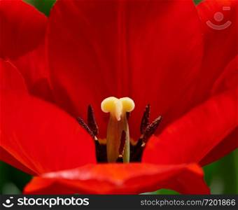 red bloomed tulip with green leaves, yellow pestle, sunny day, close up