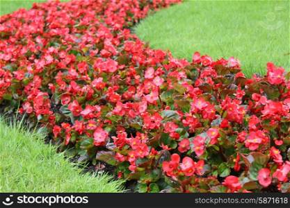 Red blooming flowerbed flowers 7902. Red blooming flowers 7902