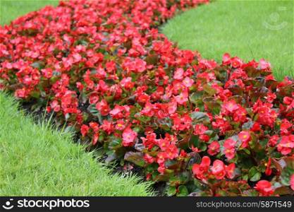 Red blooming flowerbed flowers 7903. Red blooming flowers 7903