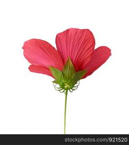 red blooming hibiscus back view, flower isolated on white background, close up
