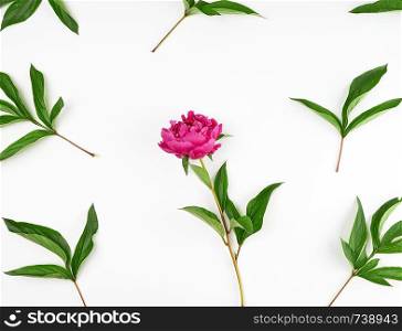 red blooming peonies with green leaves on a white background, top view