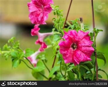 Red blooming petunia in a flower pot. close-up. A blossoming red flower in pots. Blooming petunia