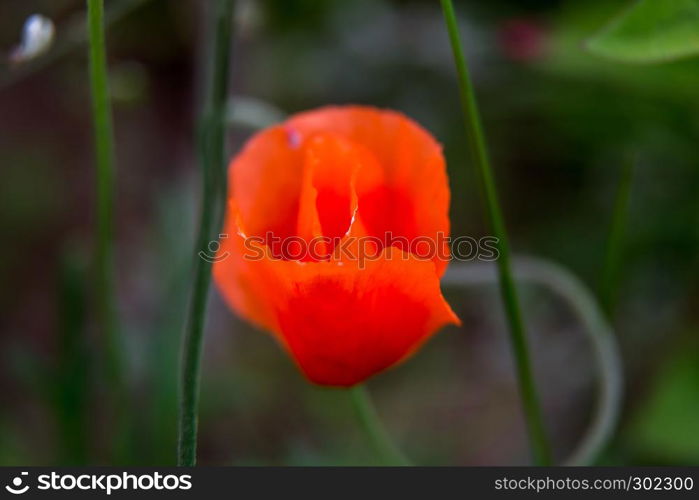 Red blooming poppy flowers on a green grass. Garden with poppy flowers. Nature field flowers in meadow. Blooming red poppy flowers on summer wild meadow.