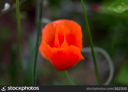 Red blooming poppy flowers on a green grass. Garden with poppy flowers. Nature field flowers in meadow. Blooming red poppy flowers on summer wild meadow.