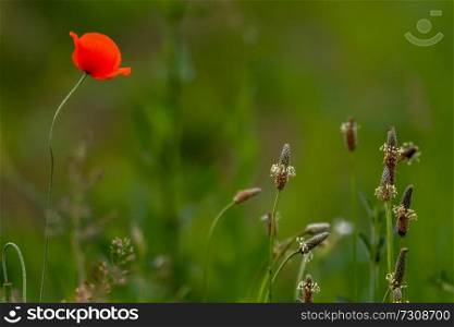 Red blooming poppy flowers on a green grass. Garden with poppy flowers. Nature field flowers in meadow. Blooming red poppy flowers on summer wild meadow.  