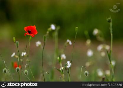 Red blooming poppy flowers on a green grass. Garden with poppy flowers. Nature field flowers in meadow. Blooming red poppy flowers on summer wild meadow.

