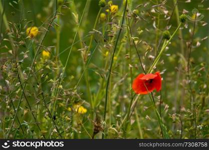 Red blooming poppy flowers on a green grass. Garden with poppy flowers. Nature field flowers in meadow. Blooming red poppy and yellow flowers on summer wild meadow.  