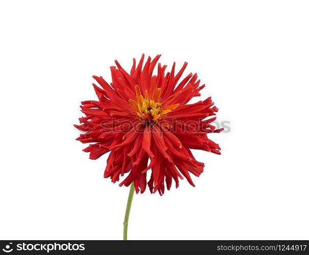red blooming zinnia bud isolated on white background, close up