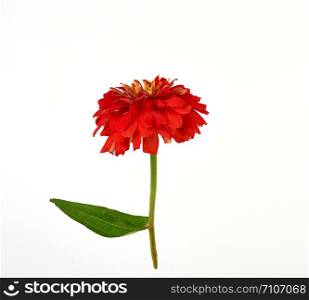 red blooming zinnia bud on a green stem with a leaf on a white background, close up