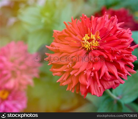 red blooming Zinnia genus of annual and perennial herbs and dwarf shrubs of the Astrov family, selective focus