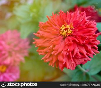 red blooming Zinnia genus of annual and perennial herbs and dwarf shrubs of the Astrov family, selective focus