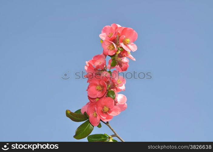 Red blooms