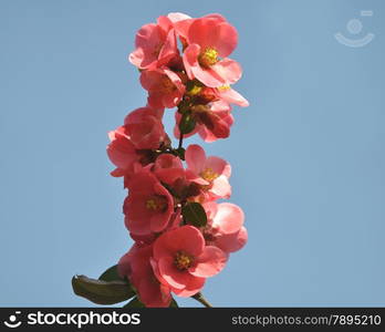 Red blooms