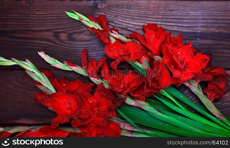 Red blossoming gladiolus on a wooden background
