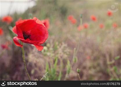 Red blossoming poppy against a background of field
