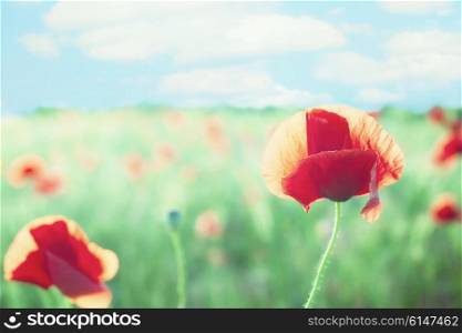 Red blossoming poppy against a background of field and sky with clouds