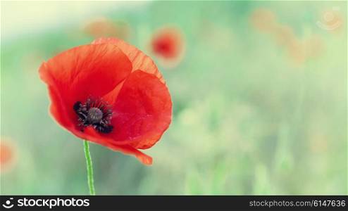 Red blossoming poppy against a background of field and sky with clouds