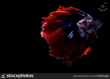 Red Blue Multicolour Doubletail Halfmoon Betta fish