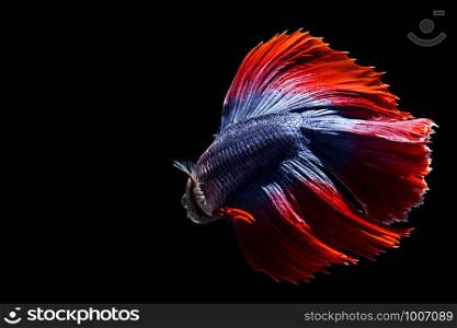 Red Blue Multicolour Doubletail Halfmoon Betta fish in black background