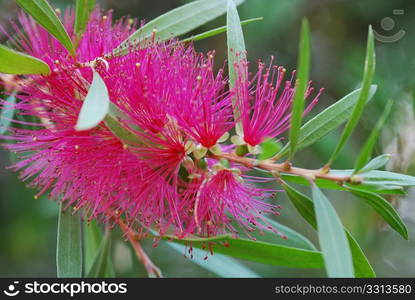 Red bottlebrush