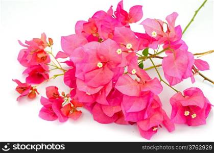 Red bougainvillea flower, isolated on a white background