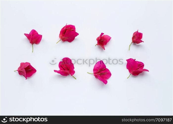 Red bougainvillea flower on white background. Top view