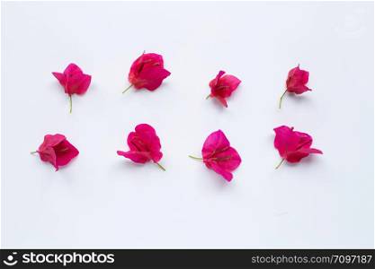 Red bougainvillea flower on white background. Top view