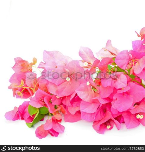 Red bougainvillea flower, tropical flower isolated on a white background
