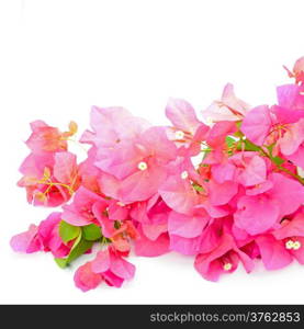 Red bougainvillea flower, tropical flower isolated on a white background