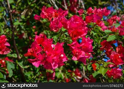 Red bouganvilla at the tropical japanese island Iriomote